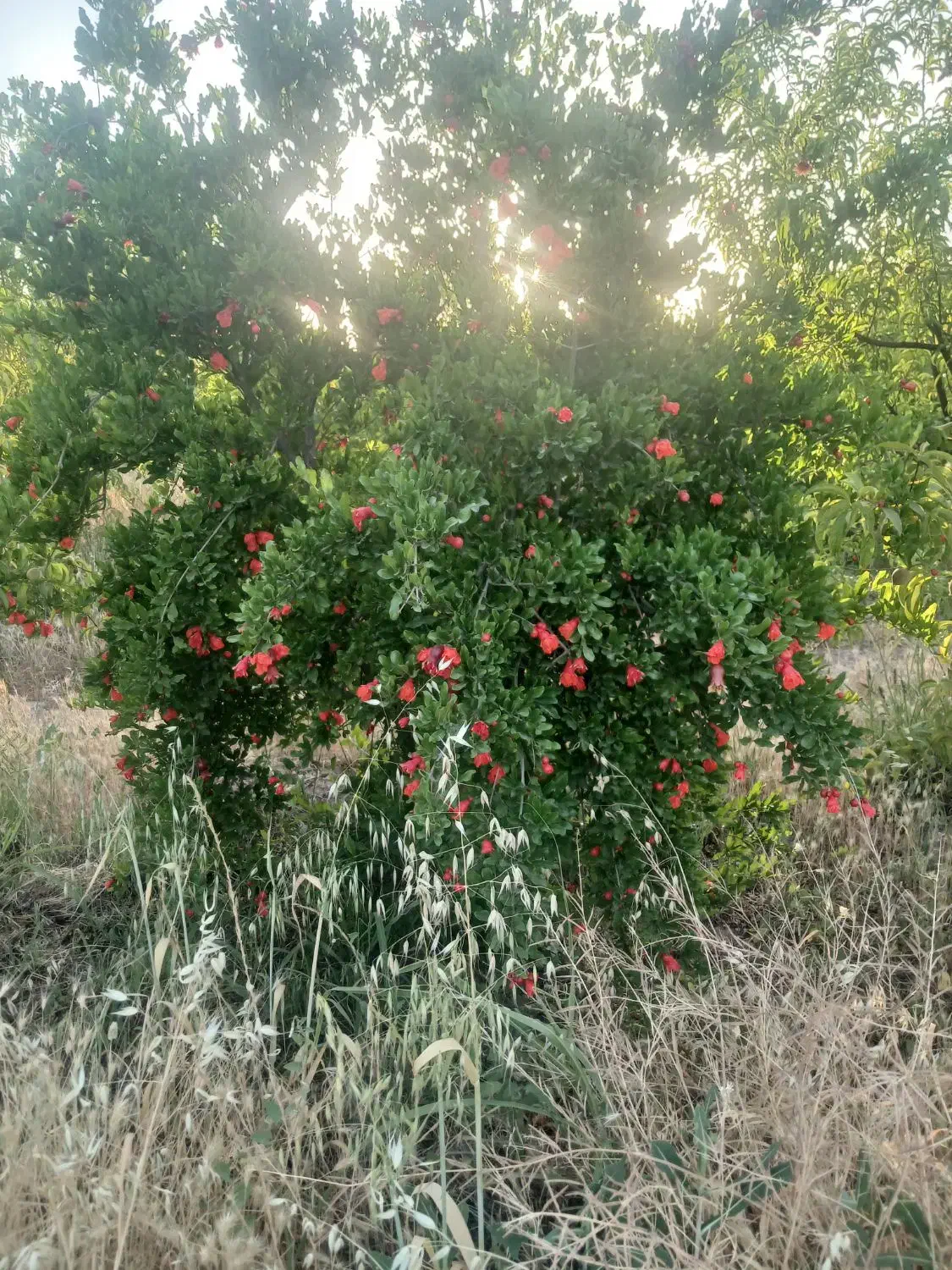 باغ انار ۴ ساله|فروش زمین و ملک کلنگی|فسا, |دیوار