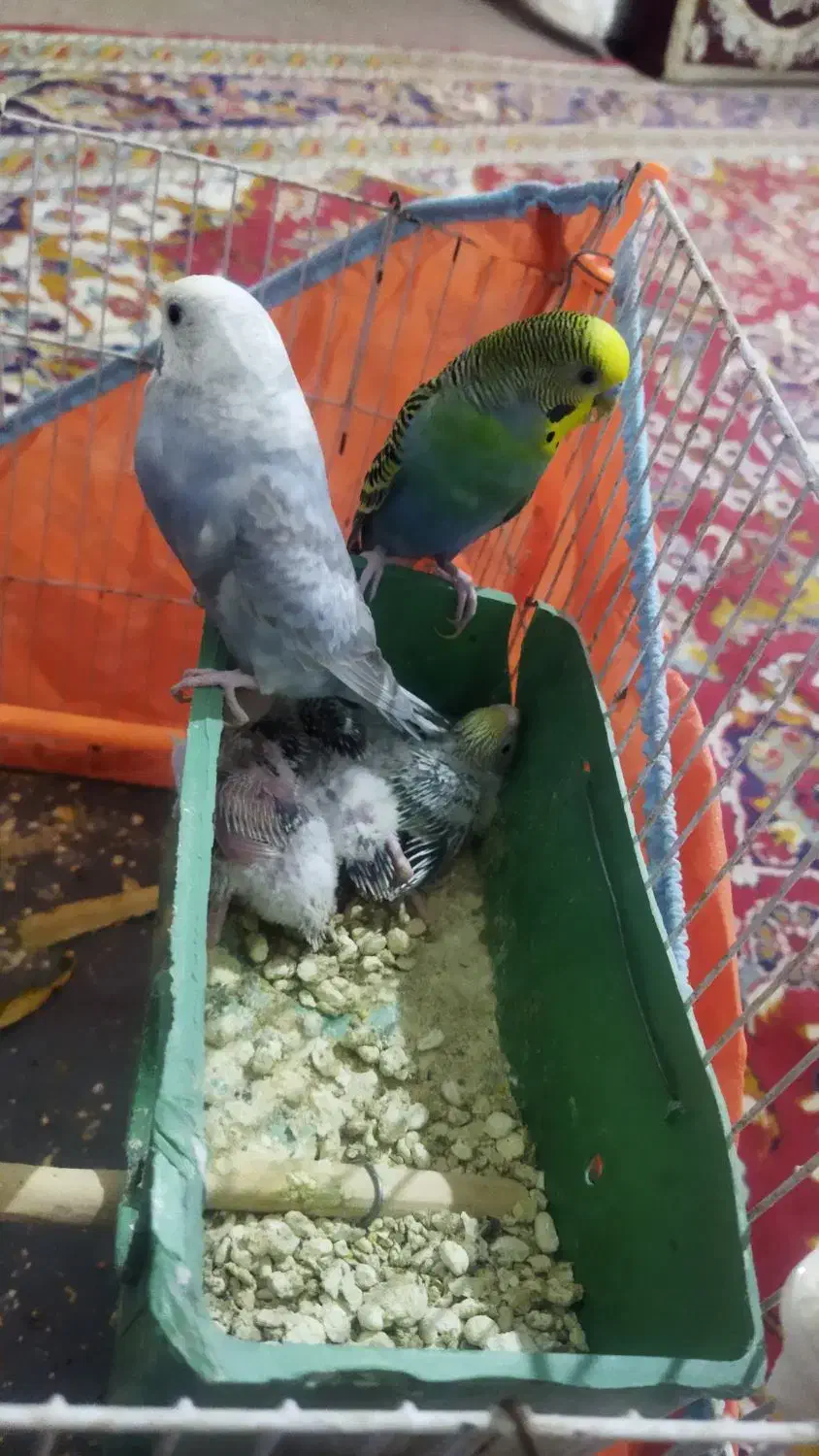 جفت مرغ عشق مولد با سه تا جوجه گم شده|حیوانات|زابل, |دیوار