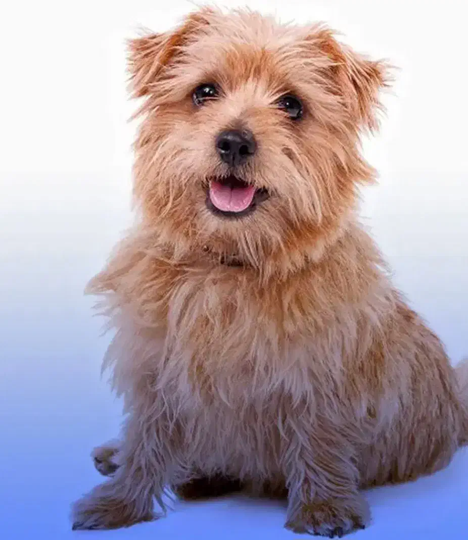 سگ پاکوتاه|سگ|یزد, |دیوار