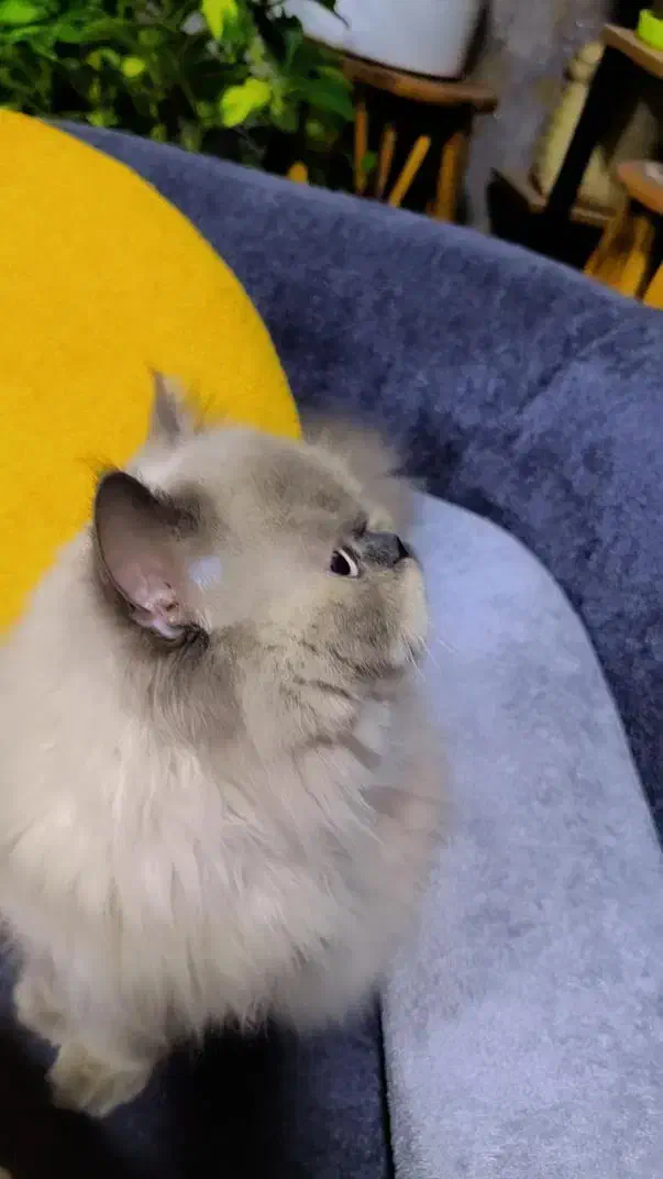 گربه هیمالین یک ساله|گربه|بندرعباس, |دیوار