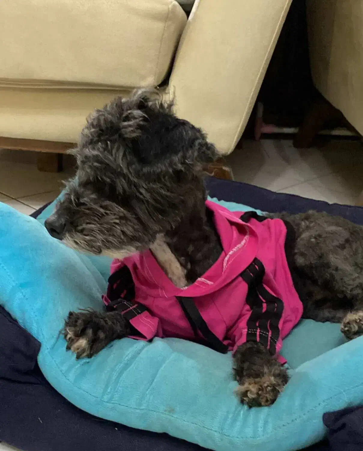 واگزاری سه عدد سگ پاپی|سگ|اصفهان, کوی امیریه|دیوار