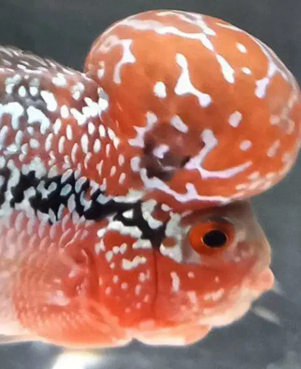 فلاور رد دراگون|ماهی|مشکین‌دشت, |دیوار