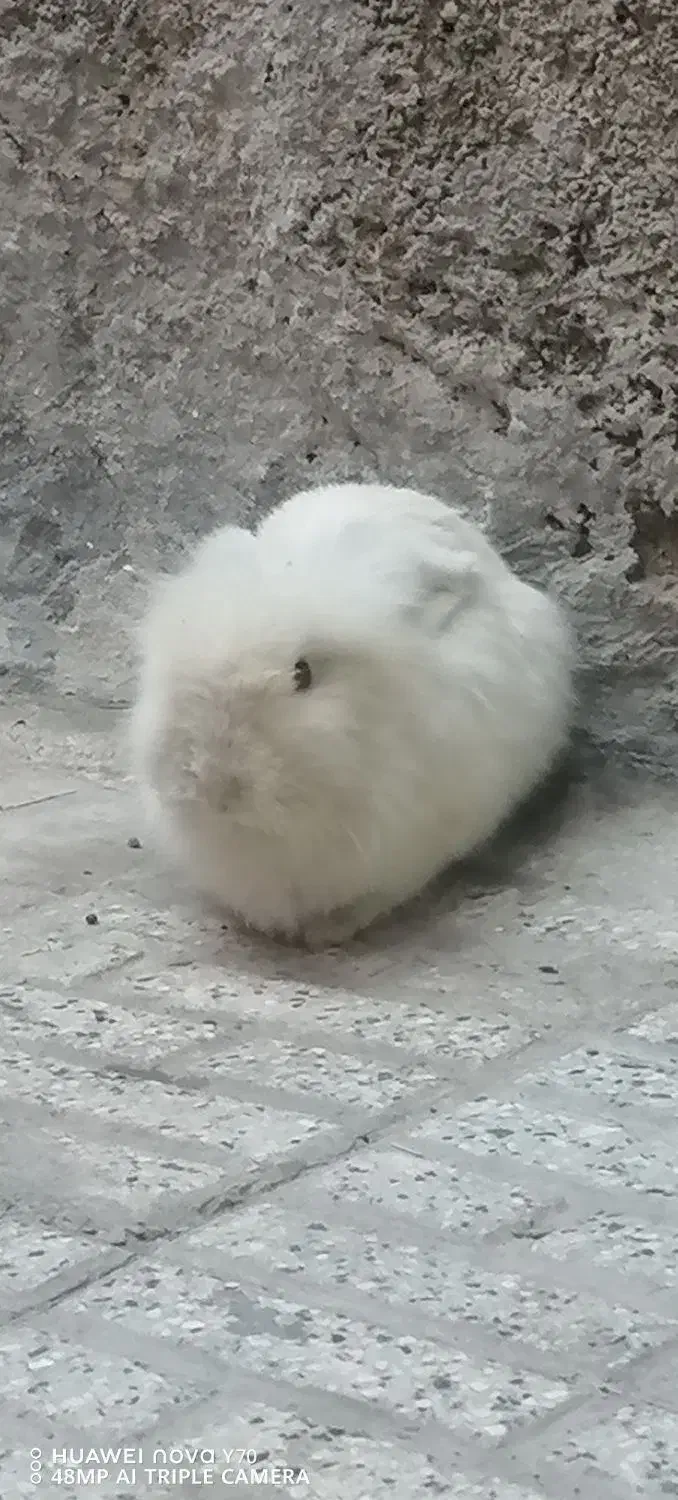 خرگوش پشمالو خوشگل|موش و خرگوش|مشهد, اروند|دیوار