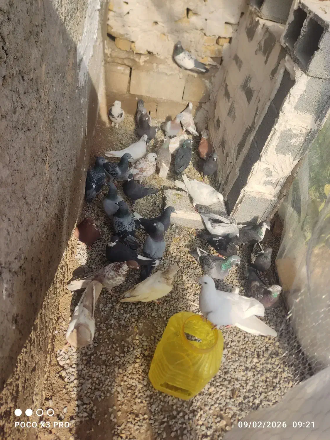 دسه کبوتر|پرنده|مرودشت, نقش رستم|دیوار