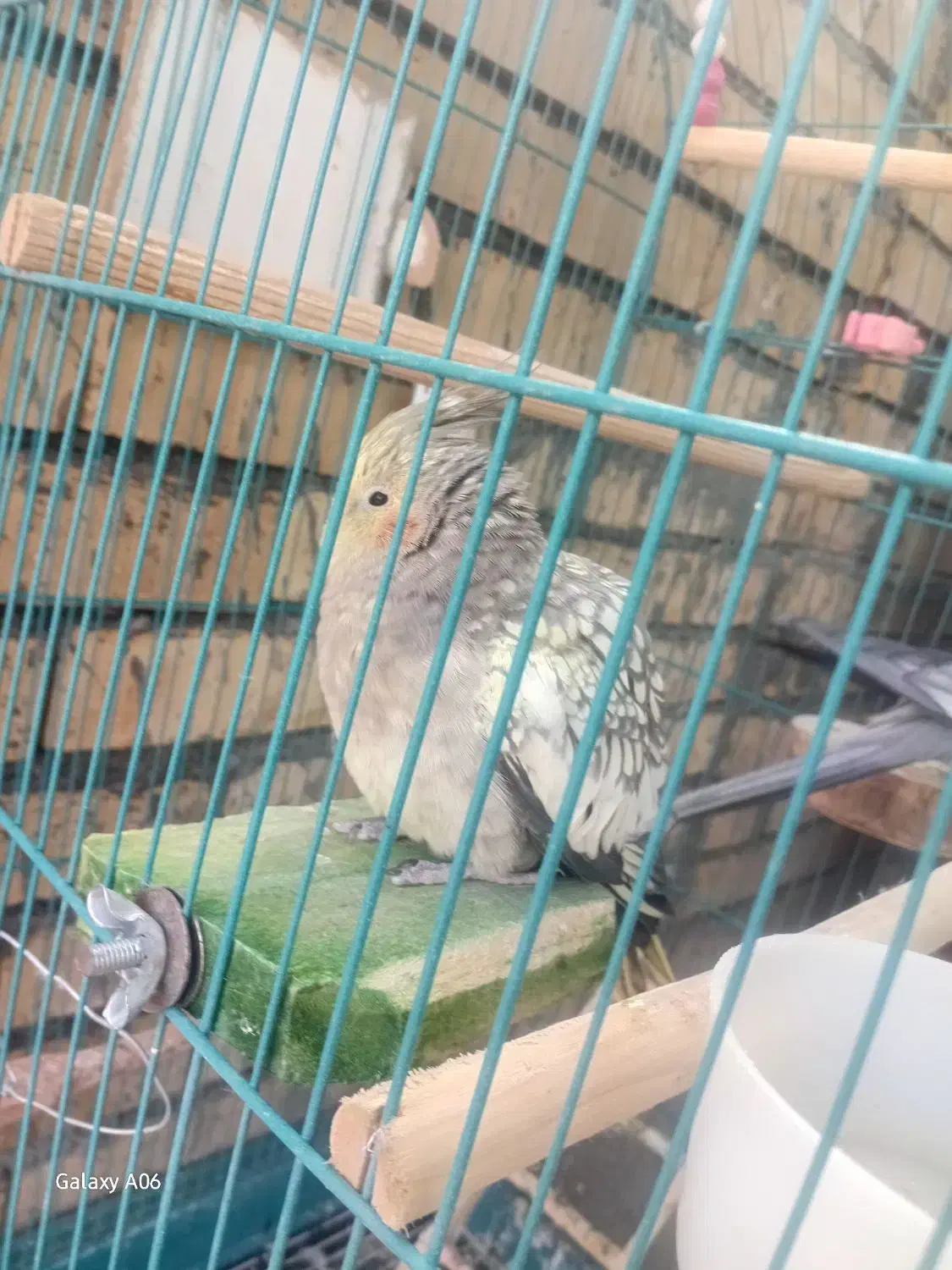 عروس هلندی|پرنده|سرپل ذهاب, |دیوار