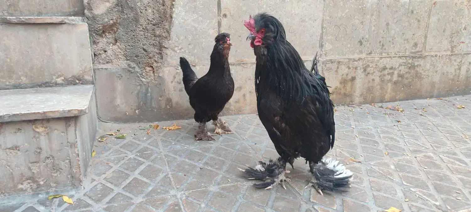 مرغ و خروس سلطان|پرنده|شیراز, شهرک گلشن|دیوار