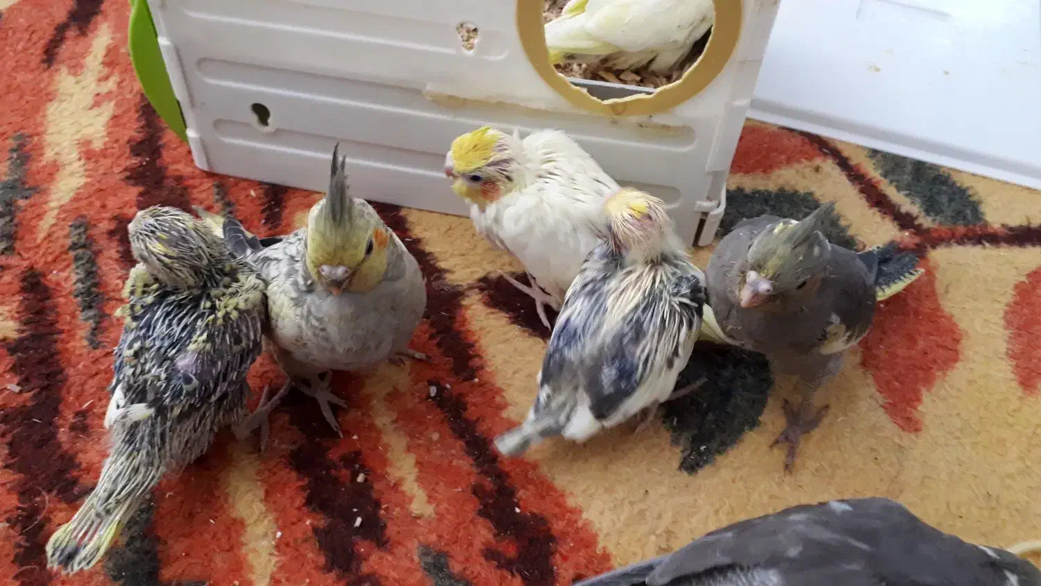 عروس هلندی|پرنده|خرمآباد, |دیوار