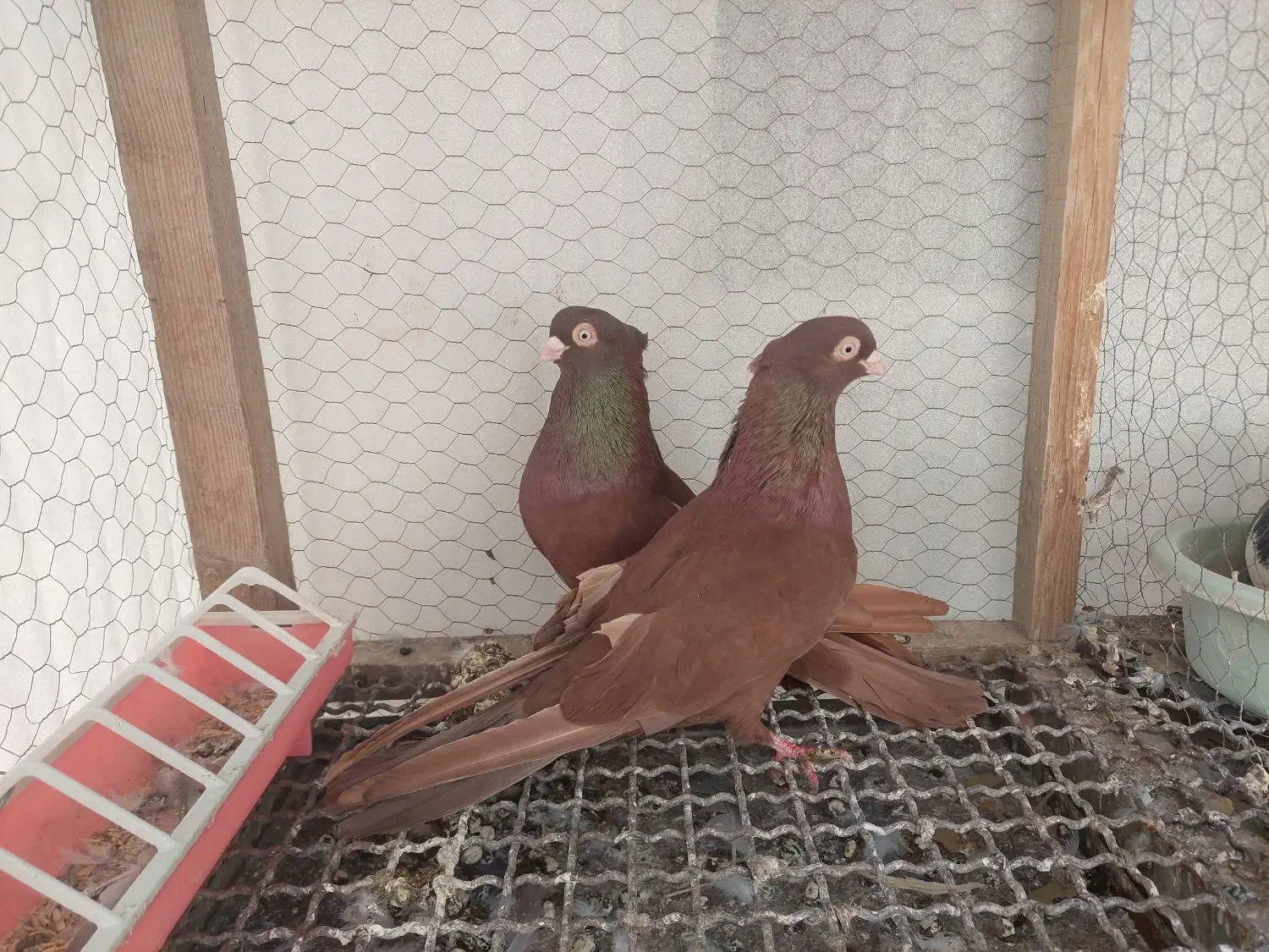 کبوتر سرخ و قیل زاغ صرب|پرنده|شهرضا, |دیوار