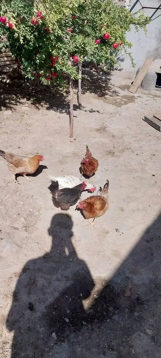 مرغ|حیوانات مزرعه|تاکستان, |دیوار