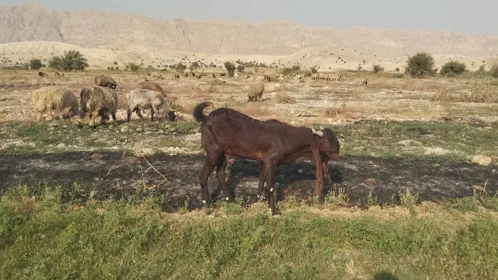 نر بز پاکستانی|حیوانات مزرعه|کازرون, |دیوار