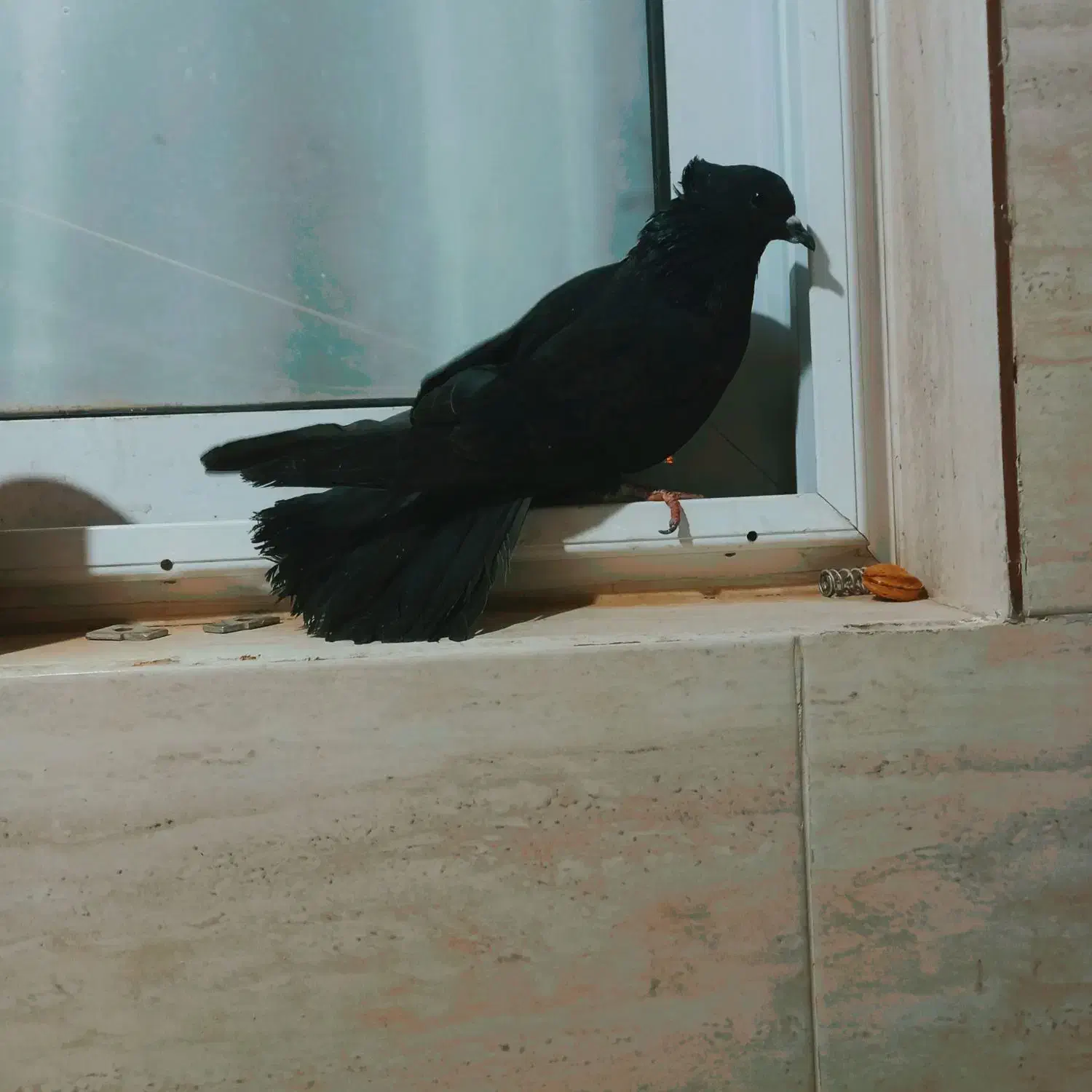 نردمگیر سیاه کاکلی دمدار|پرنده|برخوار, |دیوار