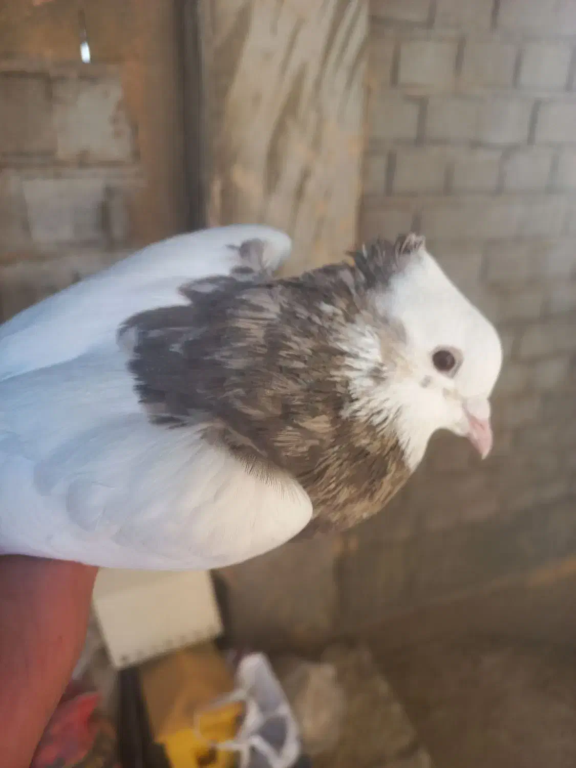 کبوتر طوقی وقفس|پرنده|برخوار, |دیوار