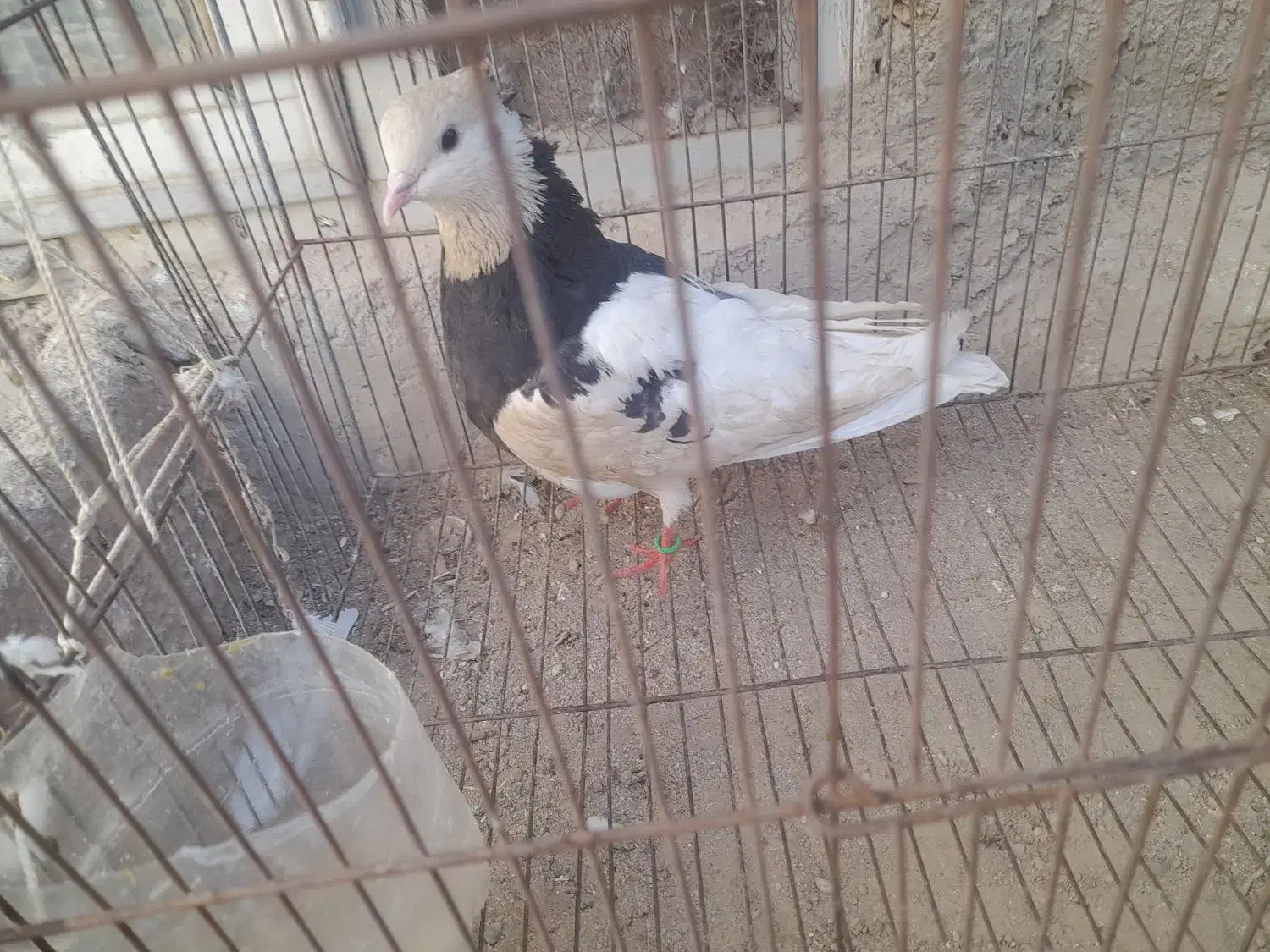 چهار عدد کبوتر زینتی و خوشکل|پرنده|شاهرود, |دیوار