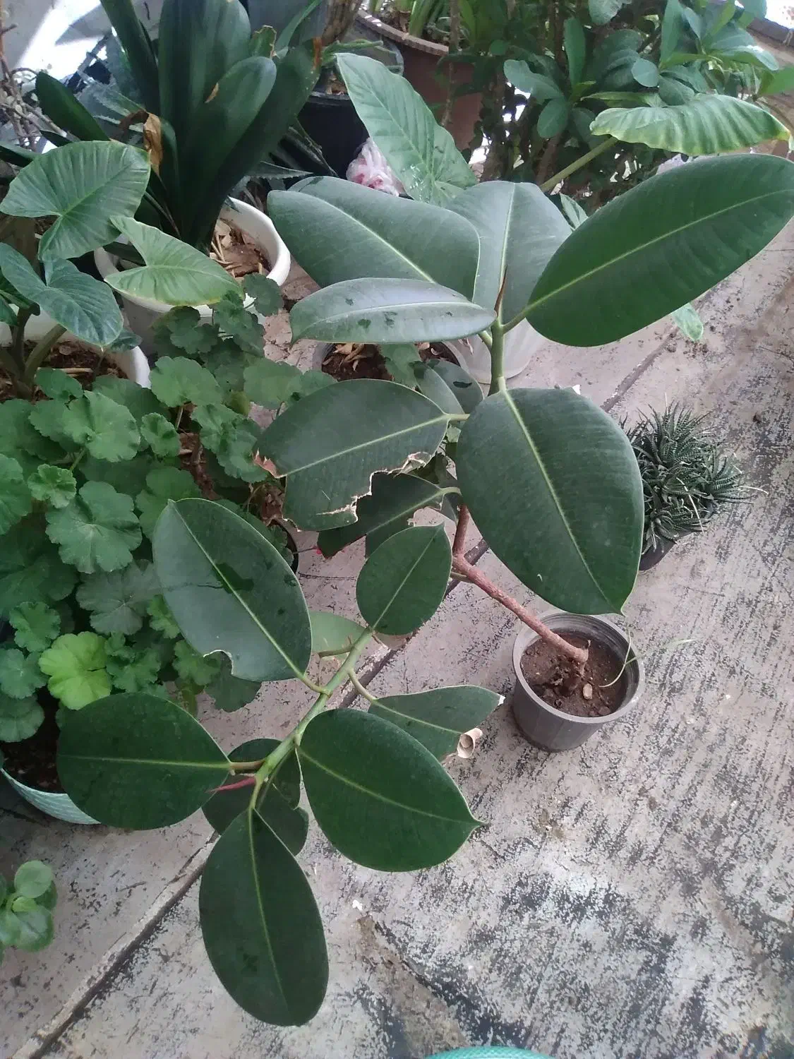 گل و گیاه آپارتمانی و گل بابا آدم|گل و گیاه طبیعی|تبریز, |دیوار