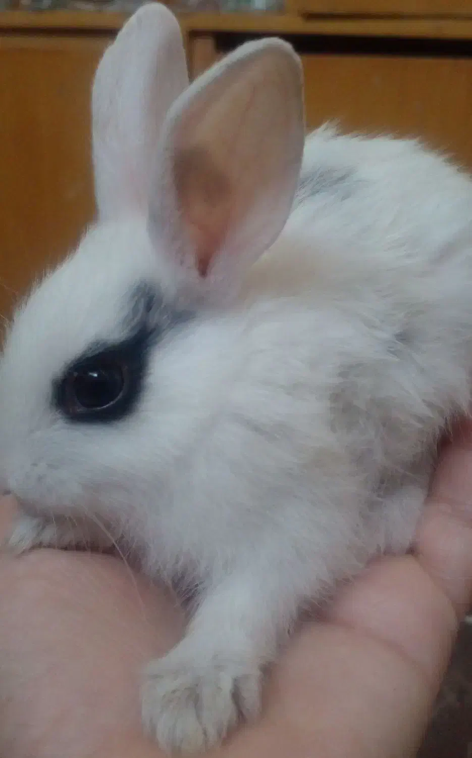 بچه خرگوش ناز و کوچولو|موش و خرگوش|جهرم, |دیوار