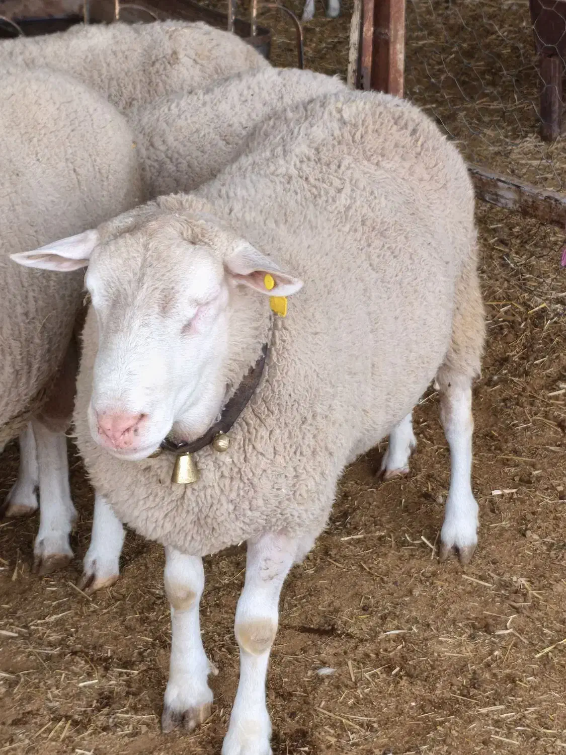 فروش بره نژاد رومن نر و ماده|حیوانات مزرعه|قزوین, |دیوار