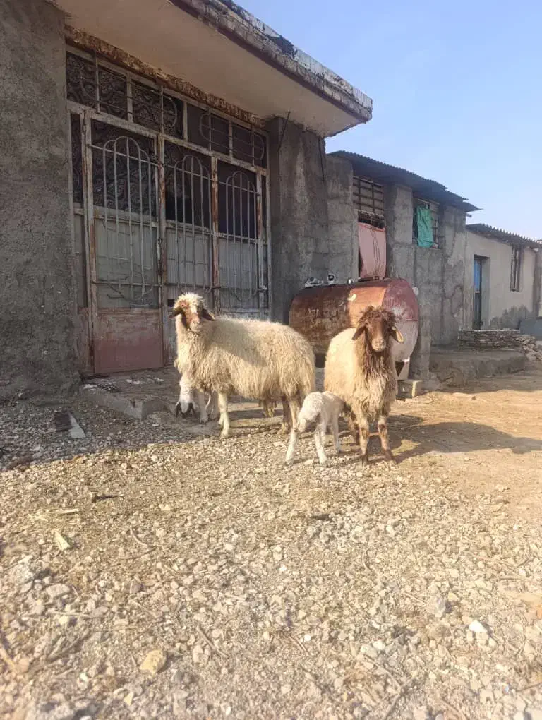 تعدادی میمه ورک بز بزغاله دزدی شدن|حیوانات|ایلام, |دیوار