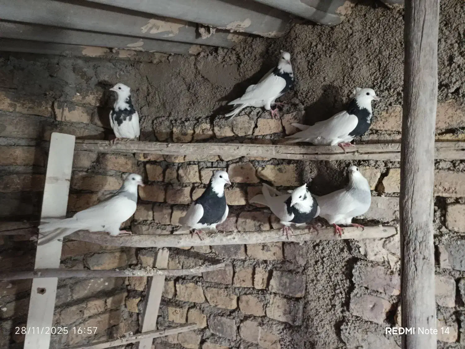 کفتر طوقی ابی و سیاه|پرنده|پیشوا, |دیوار