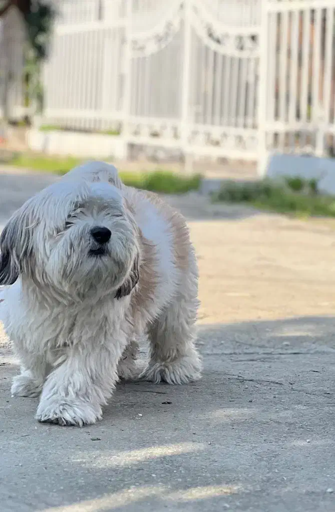 حیوان خانگی|سگ|پردیس, فاز ۸|دیوار