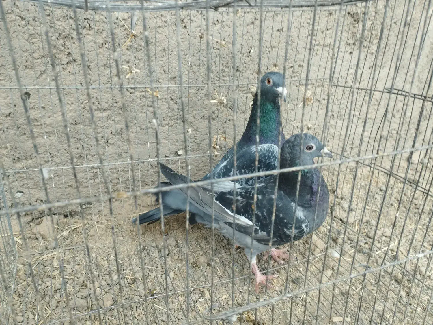 کفتر|پرنده|بافق, |دیوار