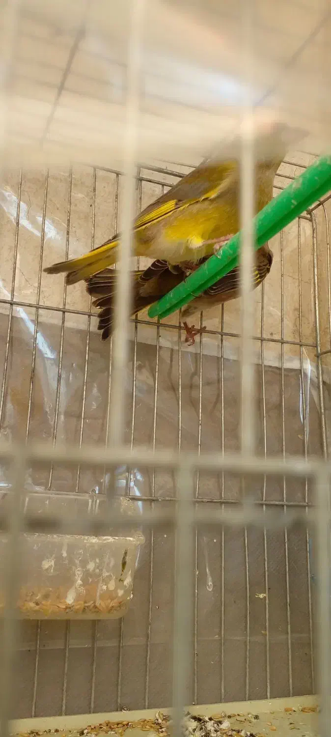 جفت سهره سبز باقفس|پرنده|تبریز, |دیوار