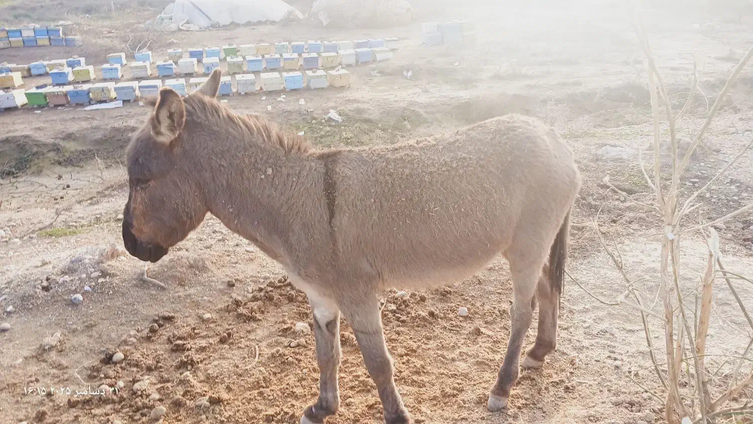 الاغ و|حیوانات مزرعه|شوشتر, |دیوار