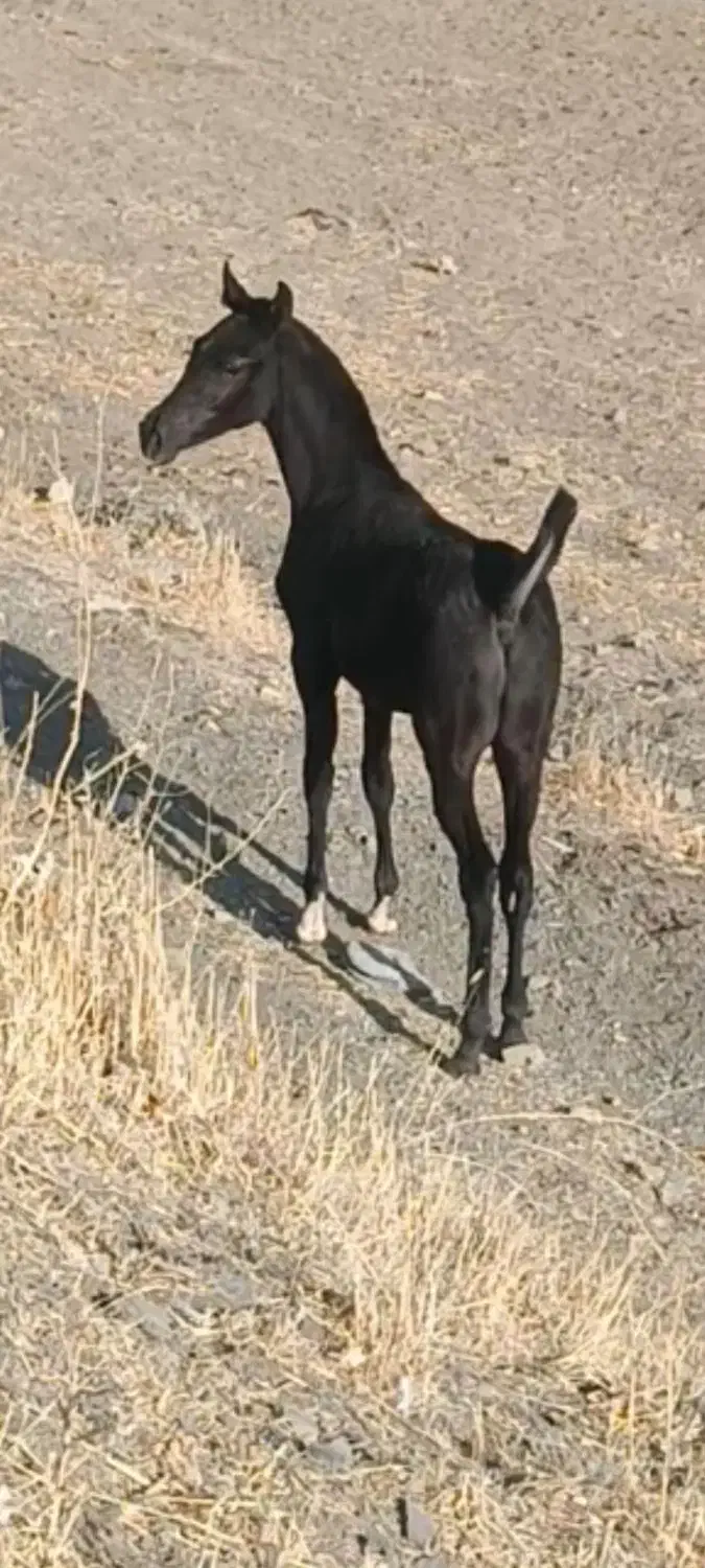 کره نریون|اسب و تجهیزات اسب‌سواری|حسین آباد, |دیوار