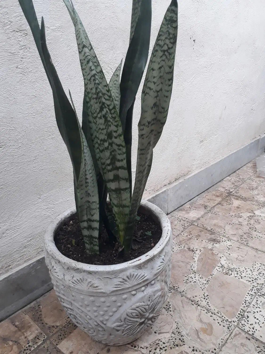 گل یوکا و گل عبایی با گلدان بزرگ|گل و گیاه طبیعی|رشت, توشیبا|دیوار