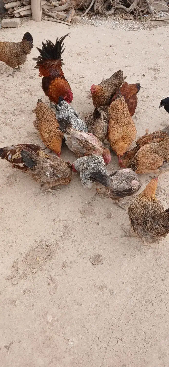 فروش مرغ محلی تخم گذار|حیوانات مزرعه|زرین دشت (همدان), |دیوار
