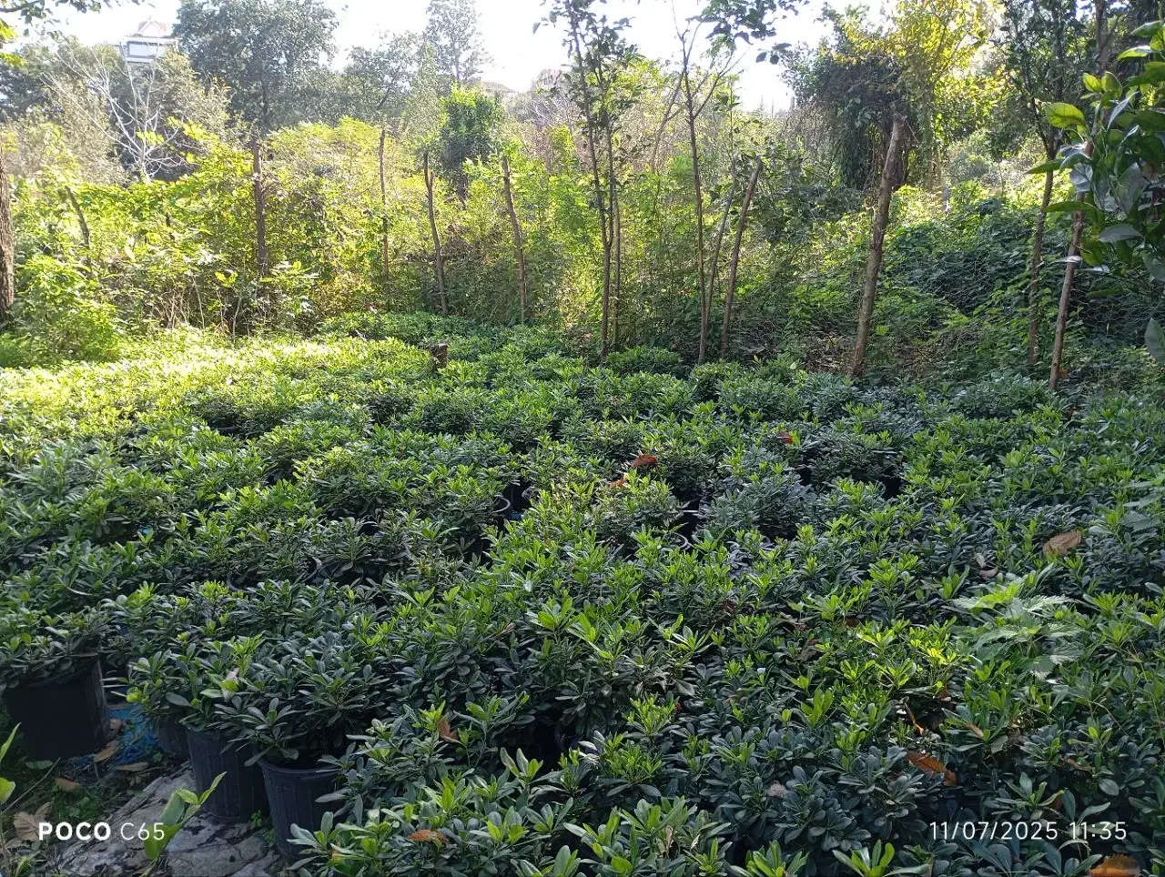 پتسپروم|گل و گیاه طبیعی|رحیم‌آباد, |دیوار