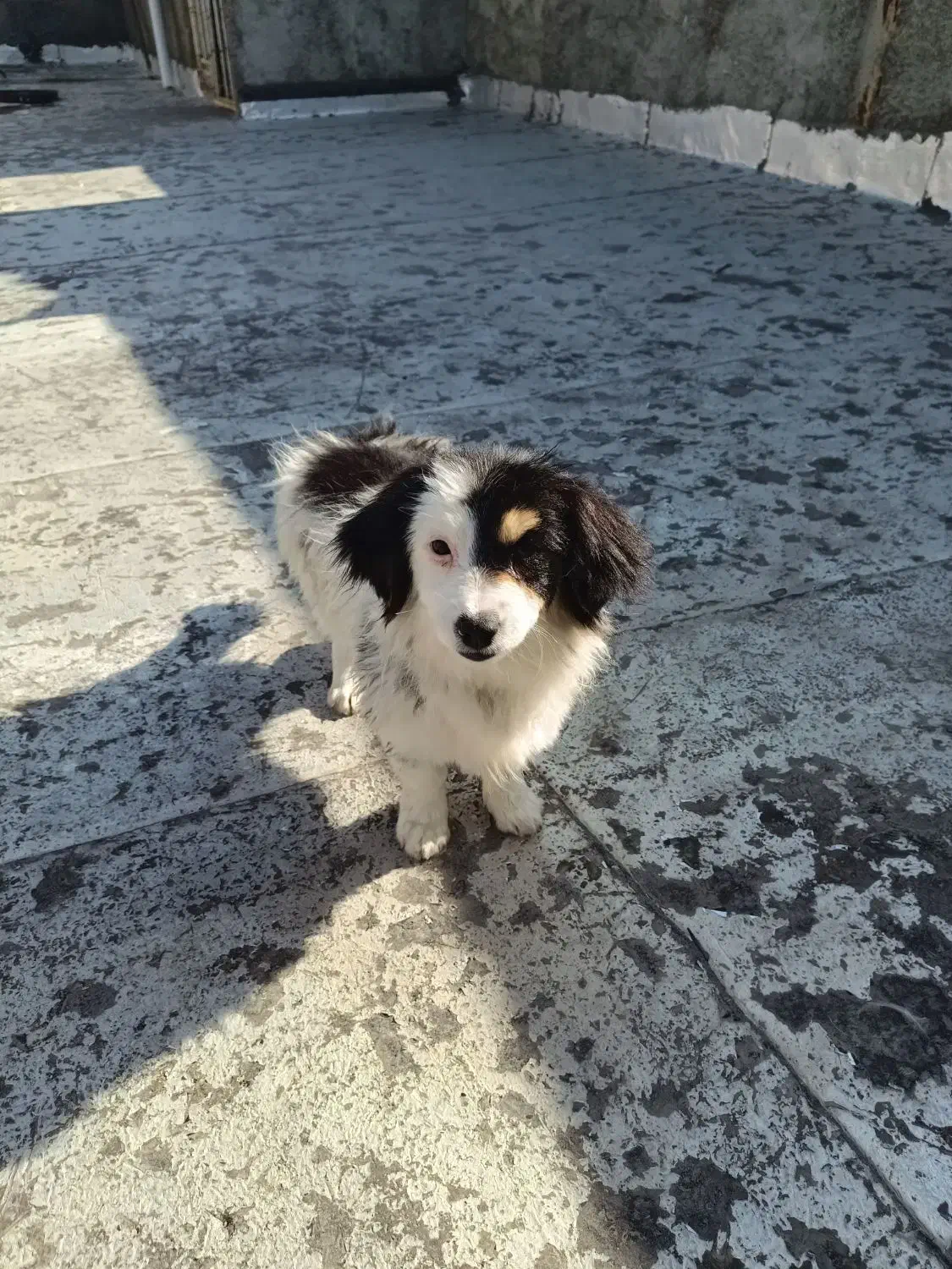 سگ خارجی|سگ|نسیم‌شهر, |دیوار