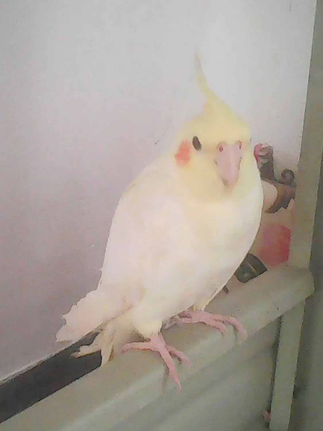 عروس هلندی گمشده|حیوانات|کوهدشت, |دیوار