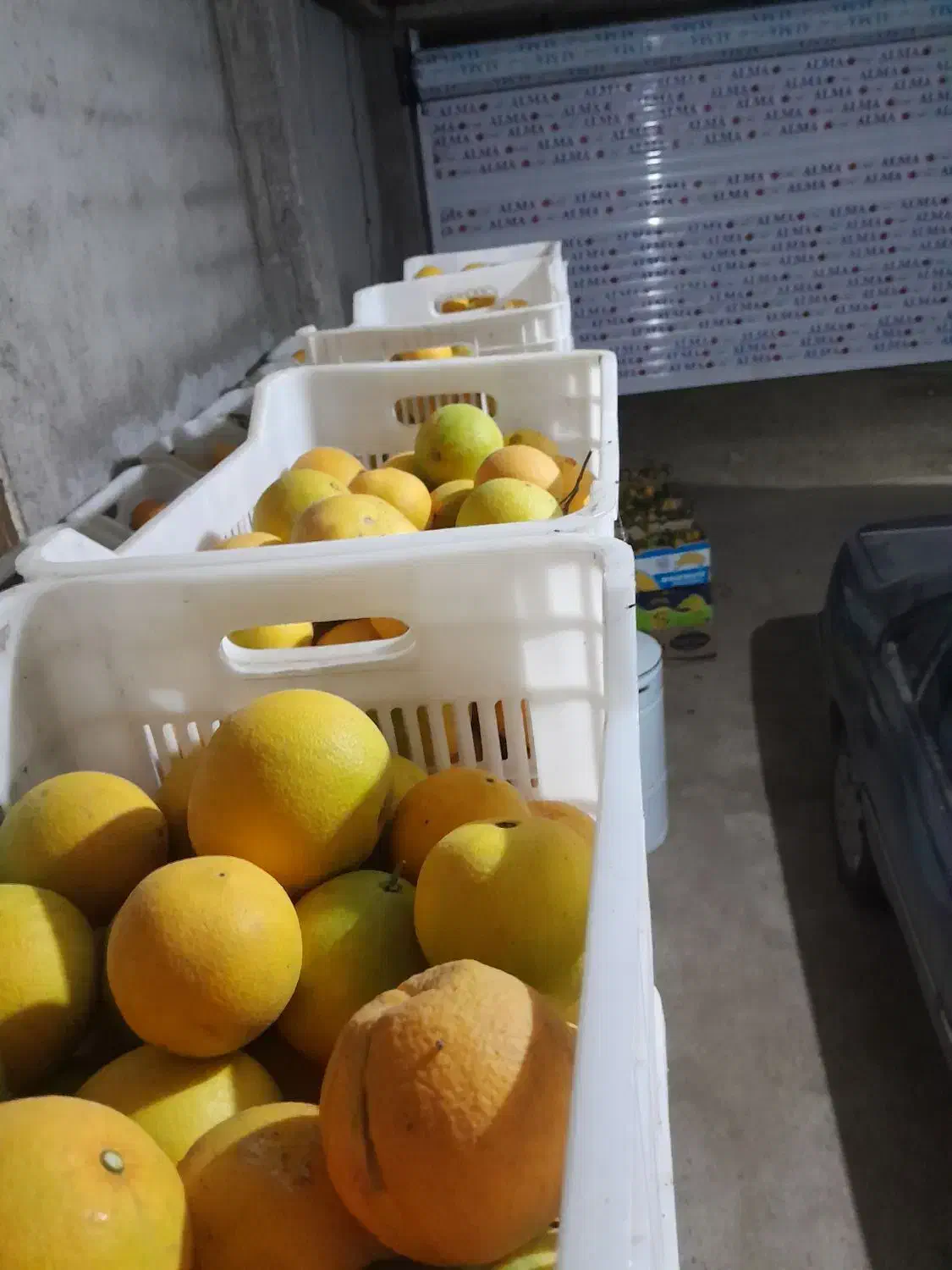 فروش پرتقال تامسون|حراج|مرزیکلا, |دیوار