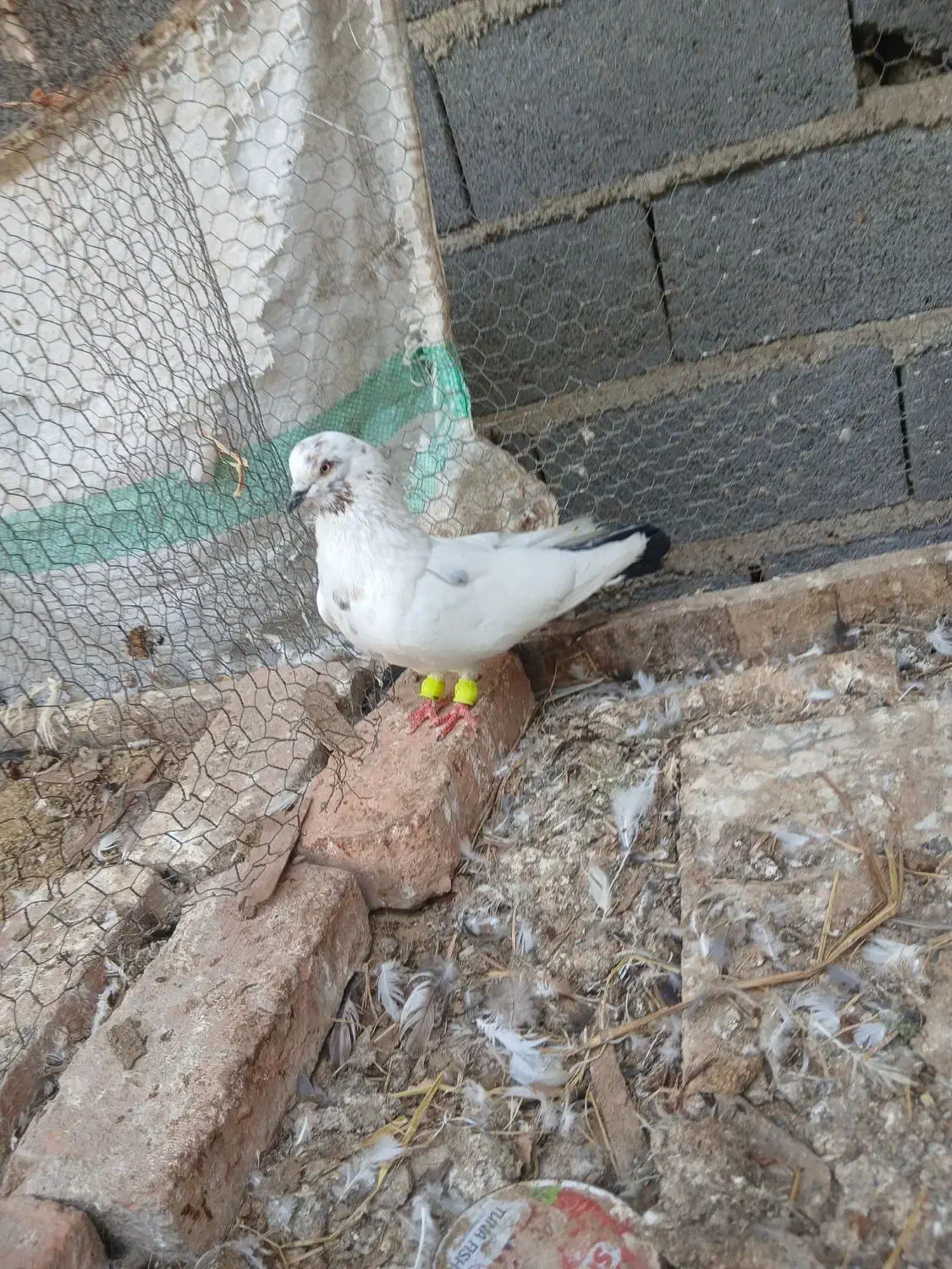 کبوتر کلدوم|پرنده|مرزیکلا, |دیوار