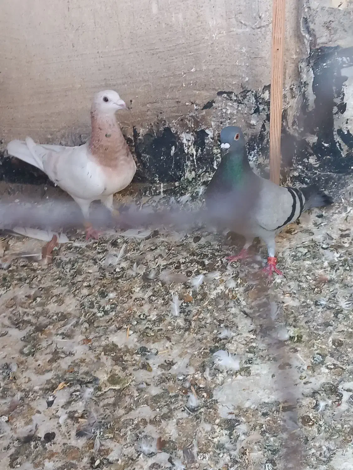 هفترنگ وکبود خطی وطوقی|پرنده|تاکستان, |دیوار