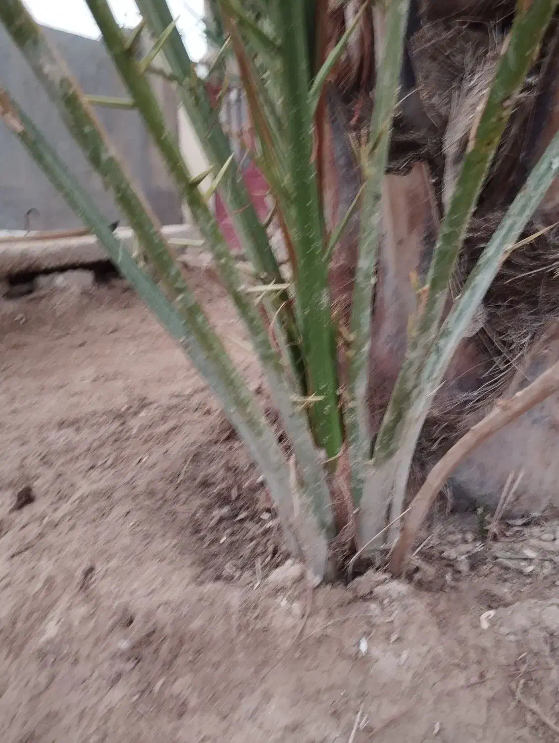 یک پاجوش عویدی بفروش می رسد|گل و گیاه طبیعی|شادگان, |دیوار