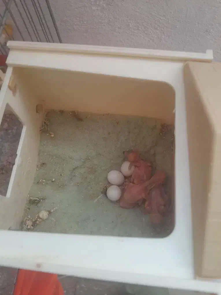 فنچ نرگسی|پرنده|پردیس, فاز ۱|دیوار