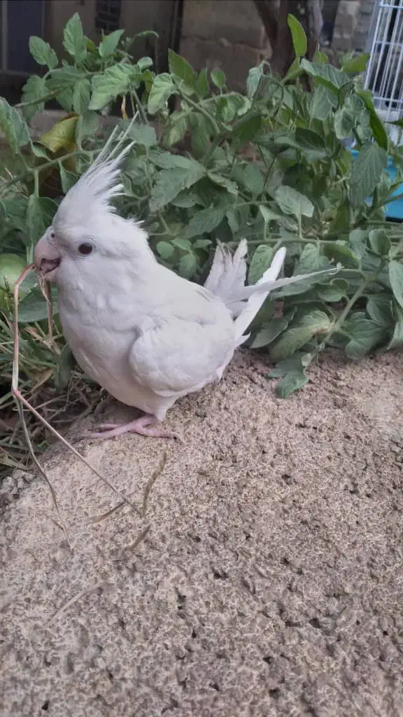 عروس آلبینو|پرنده|یاسوج, |دیوار