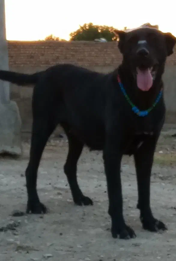 ماده سرابی|سگ|همدان, |دیوار