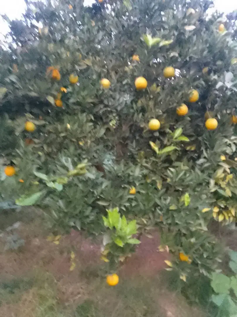 پرتقال تامسون درجه یک|عمده‌فروشی|مرزیکلا, |دیوار