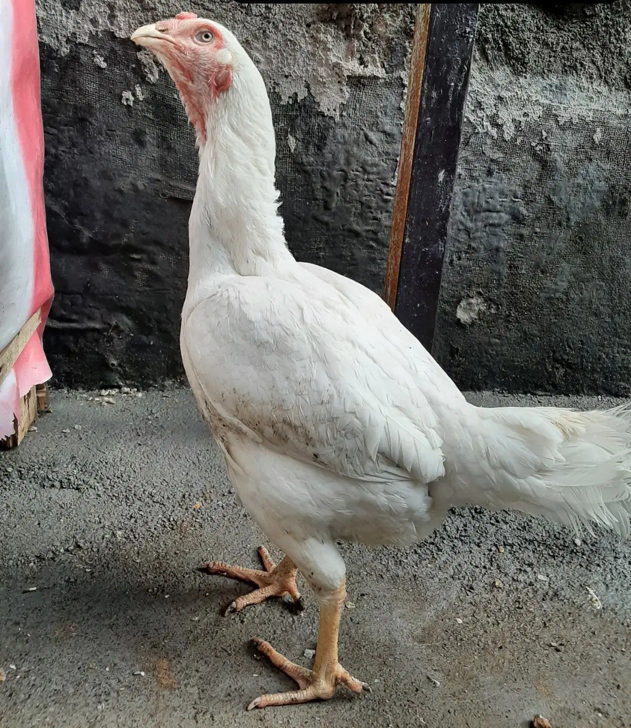 مرغ لاری اصیل|حیوانات مزرعه|صحنه, |دیوار