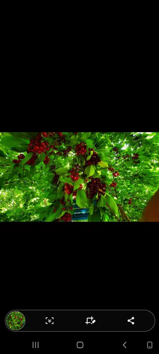 باغچه گیلاس کهریز|فروش دفتر صنعتی، کشاورزی، تجاری|انزل, |دیوار