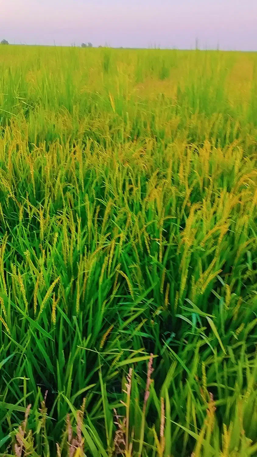 فروش شلتوک پاک ودانه پر بازدید سر زمین|خدمات باغبانی و درختکاری|شوشتر, |دیوار