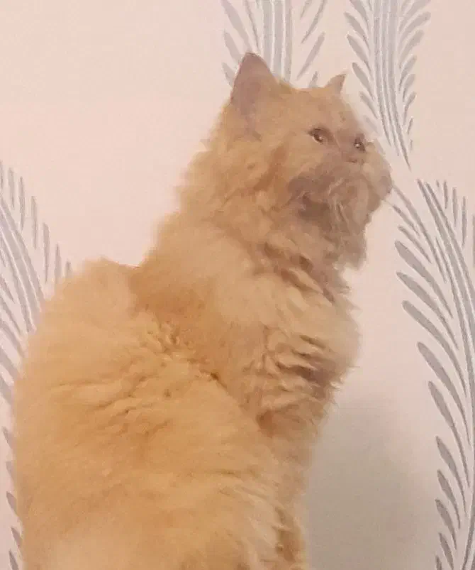 پرشین ماده جهت جفتگیری|گربه|رشت, بوسار|دیوار