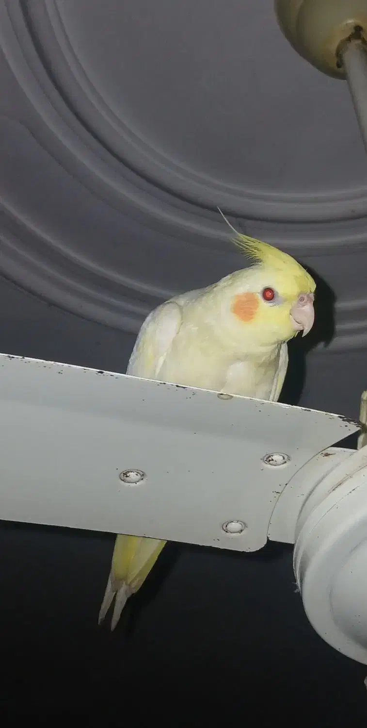 عروس هلندی گم شده|پرنده|شوشتر, |دیوار