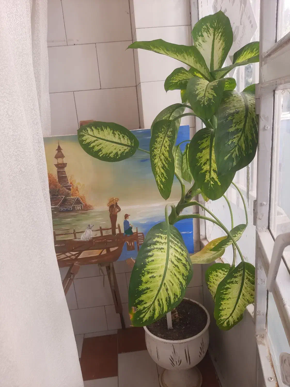 گل زیبا|گل و گیاه طبیعی|کرمانشاه, |دیوار