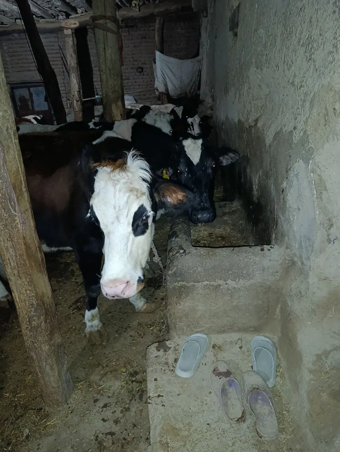 فروشدوراسگاوگوشتی|حیوانات مزرعه|کوراییم, |دیوار