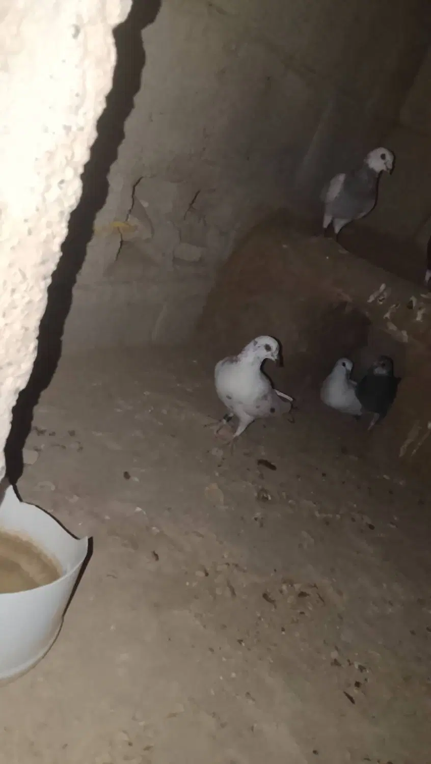 کبوتر|پرنده|پسکوه, |دیوار