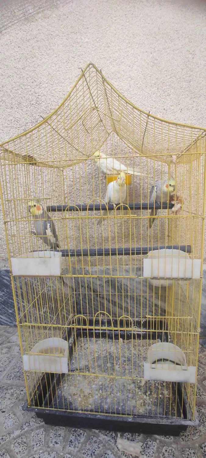 عروس هلندی|پرنده|بروجرد, |دیوار