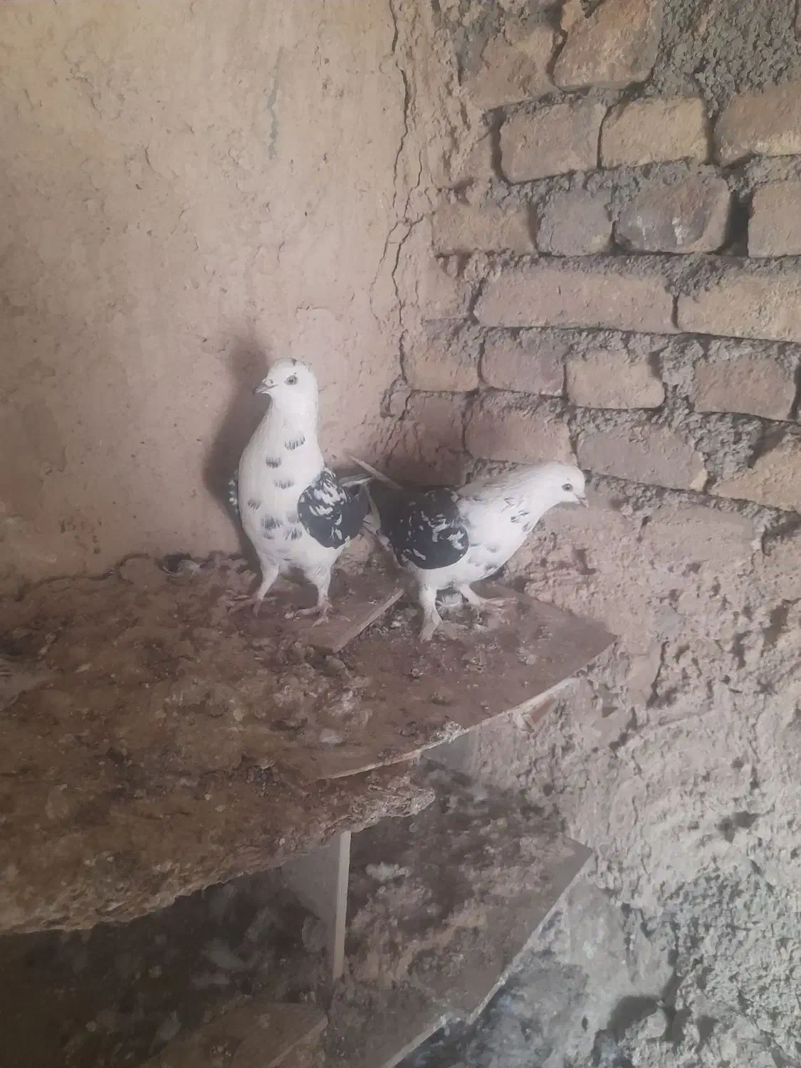 کبوتر تهرانی|پرنده|کوهدشت, |دیوار